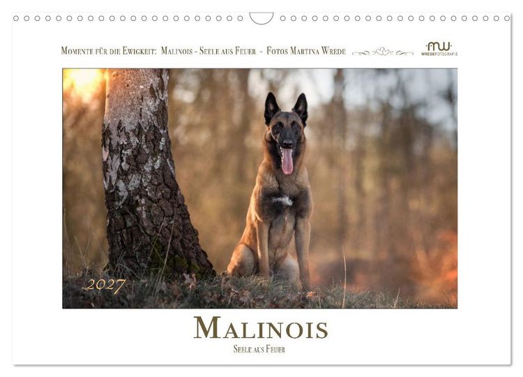 Produktbild: Malinois - Seelen aus Feuer (Wandkalender 2027 DIN A3 quer), CALVENDO Monatskalender