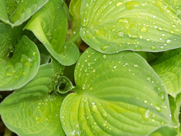 Produktbild: CALVENDO Puzzle Gr&uuml;ne Funkienbl&auml;tter | 1000 Teile Lege-Gr&ouml;&szlig;e 64x48cm Foto-Puzzle f&uuml;r gl&uuml;ckliche Stunden
