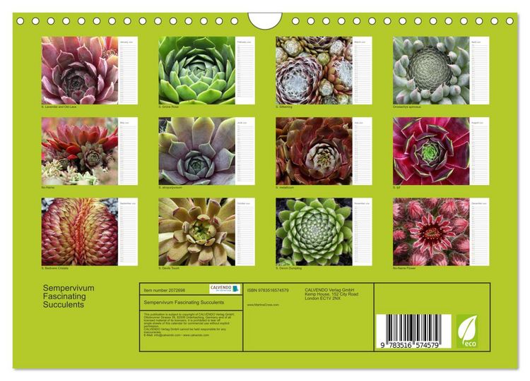 Produktbild: Sempervivum Fascinating Succulents (Wall Calendar 2026 DIN A4 landscape), CALVENDO 12 Month Wall Calendar