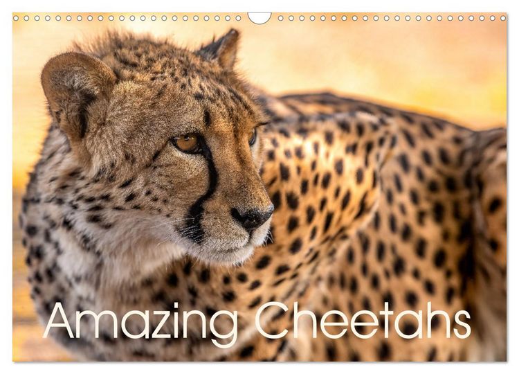 Produktbild: Amazing Cheetahs (Wall Calendar 2026 DIN A3 landscape), CALVENDO 12 Month Wall Calendar