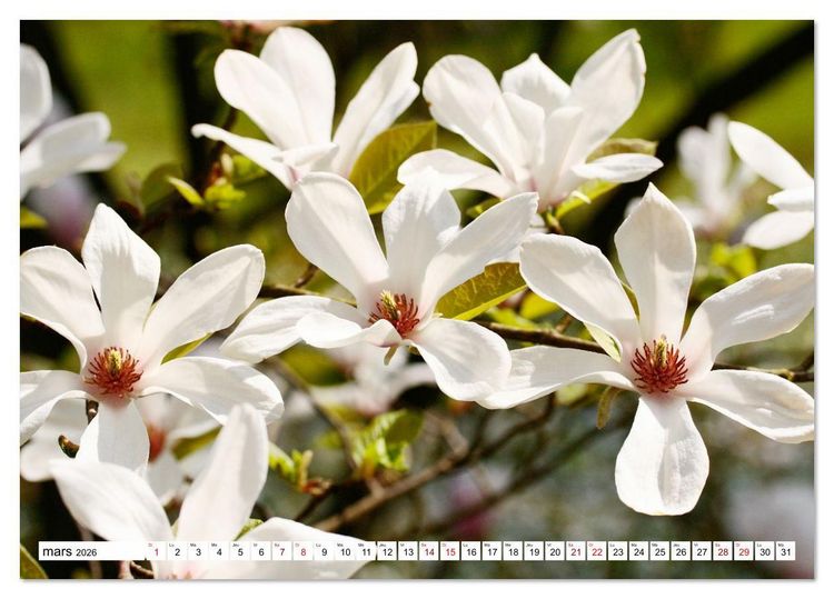 Produktbild: Au royaume des fleurs (Calendrier de bureau 2026 DIN A5 vertical), CALVENDO calendrier mensuel