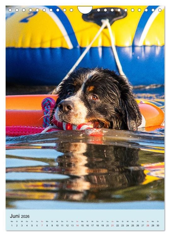 Produktbild: Berner Sennenhund - stark , sch&ouml;n und liebenswert (Wandkalender 2026 DIN A4 hoch), CALVENDO Monatskalender