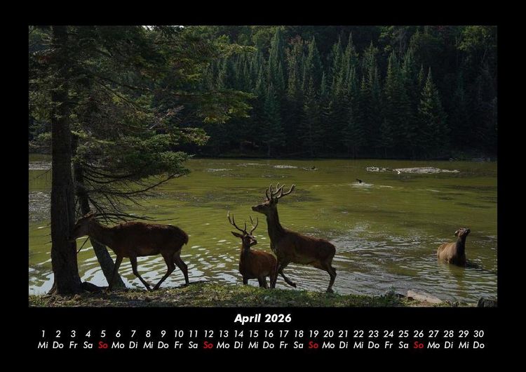 Produktbild: Waldbewohner 2026 Fotokalender DIN A3