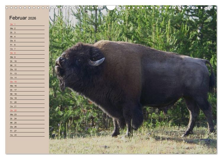 Produktbild: B&uuml;ffel. Wisent und Bison (Wandkalender 2026 DIN A3 quer), CALVENDO Monatskalender