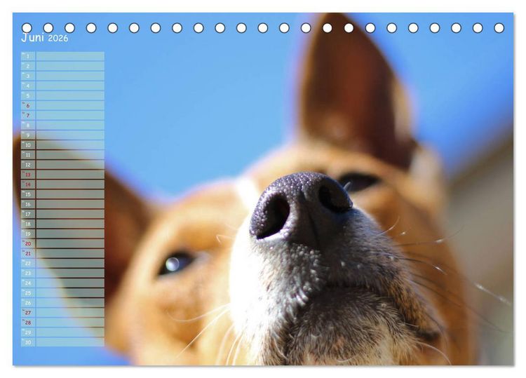 Produktbild: Basenji, der Kongo-Terrier (Tischkalender 2026 DIN A5 quer), CALVENDO Monatskalender