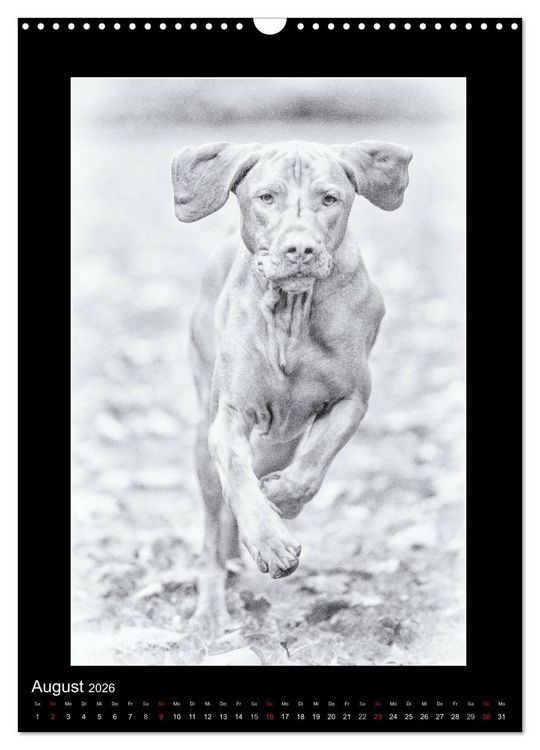 Produktbild: Vizsla-Liebe (Wandkalender 2026 DIN A3 hoch), CALVENDO Monatskalender