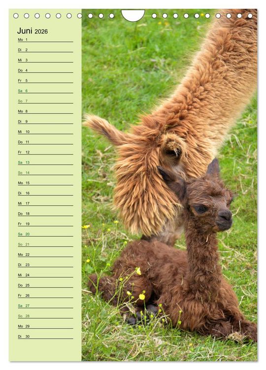 Produktbild: Alpakas zum Knuddeln gerne (Wandkalender 2026 DIN A4 hoch), CALVENDO Monatskalender