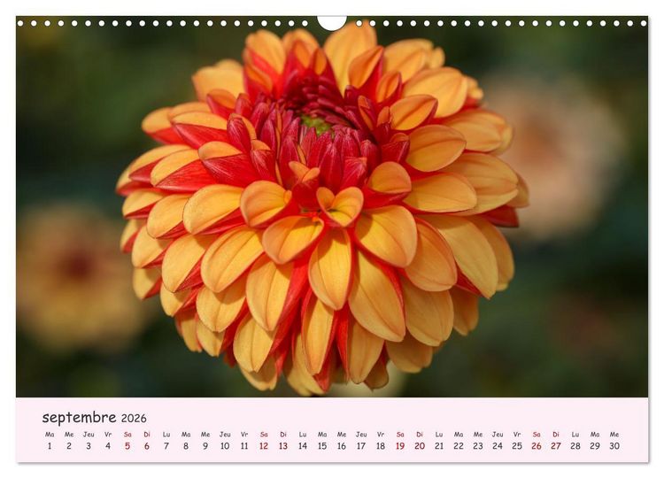 Produktbild: Les Dahlias en pleine floraison (Calendrier mural 2026 DIN A3 vertical), CALVENDO calendrier mensuel