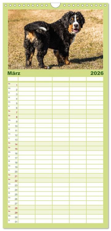 Produktbild: Familienplaner 2026 - Berner Sennenhund Welpen - Bezaubernde Pl&uuml;schb&auml;rchen mit 5 Spalten (Wandkalender, 21 x 45 cm) CALVENDO