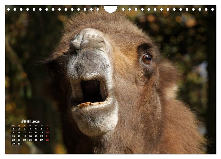 Produktbild: Kamele (Wandkalender 2026 DIN A4 quer), CALVENDO Monatskalender