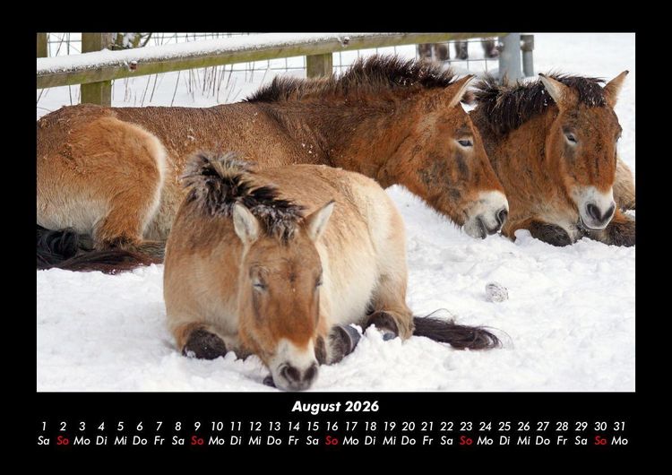 Produktbild: Pferde Kalender 2026 Fotokalender DIN A3