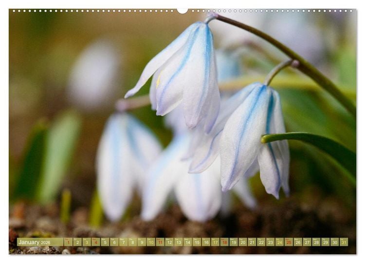 Produktbild: A Flower Festival (High Quality Premium Wall Calendar 2026 DIN A2 landscape),CALVENDO 12 Month Wall Calendar