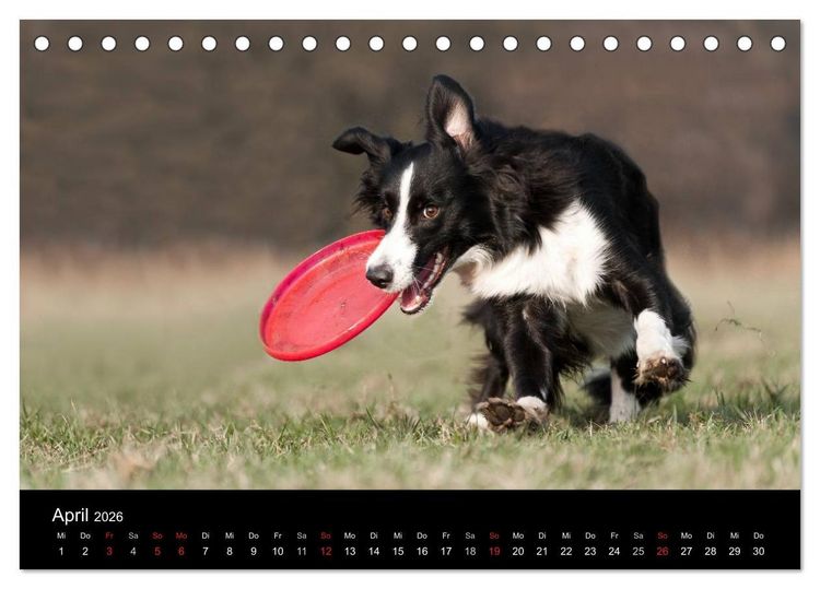 Produktbild: Border Collies (Tischkalender 2026 DIN A5 quer), CALVENDO Monatskalender