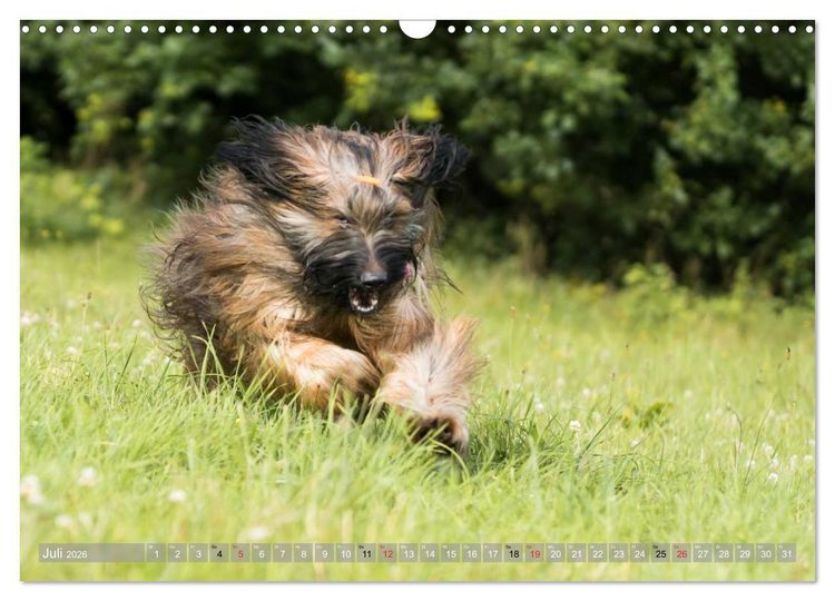Produktbild: Briards - sanfte Riesen mit Temperament (Wandkalender 2026 DIN A3 quer), CALVENDO Monatskalender