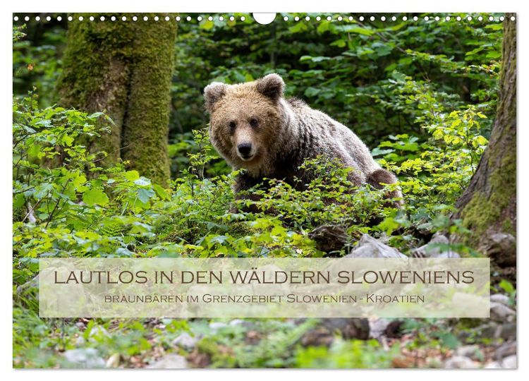 Produktbild: Lautlos in den W&auml;ldern Sloweniens (Wandkalender 2026 DIN A3 quer), CALVENDO Monatskalender