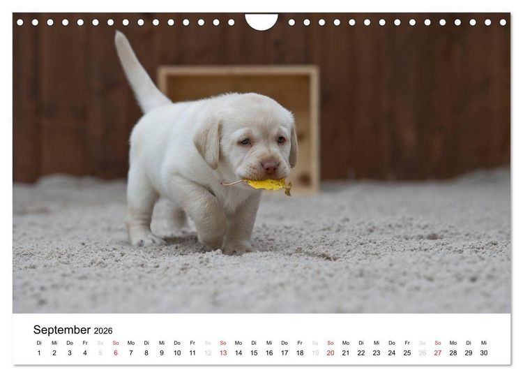 Produktbild: Labrador Welpen (Wandkalender 2026 DIN A4 quer), CALVENDO Monatskalender