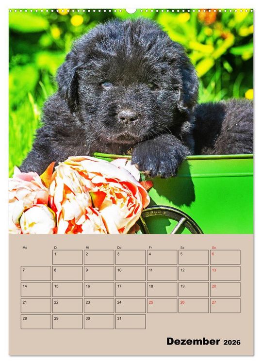 Produktbild: Familienplaner Neufundl&auml;nder Welpen (Wandkalender 2026 DIN A2 hoch), CALVENDO Monatskalender