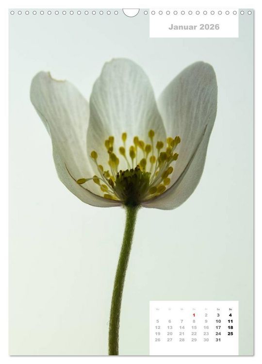 Produktbild: Schnittblumen 2026 (Wandkalender 2026 DIN A3 hoch), CALVENDO Monatskalender