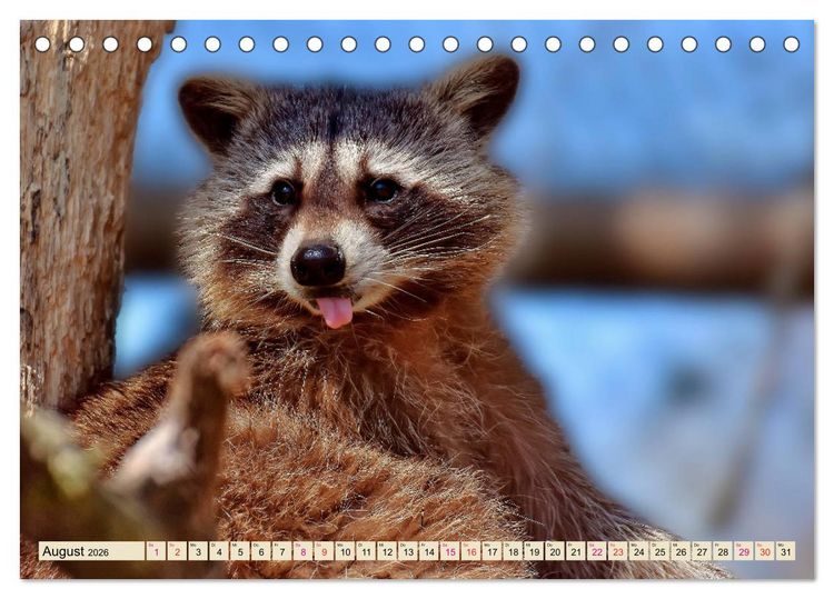 Produktbild: Waschb&auml;r - Niedlicher Allesfresser (Tischkalender 2026 DIN A5 quer), CALVENDO Monatskalender