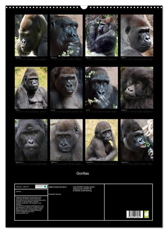 Produktbild: Gorillas (Wandkalender 2026 DIN A2 hoch), CALVENDO Monatskalender