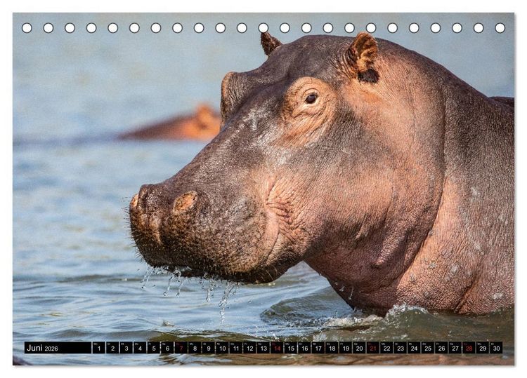 Produktbild: Hippos im s&uuml;dlichen Afrika (Tischkalender 2026 DIN A5 quer), CALVENDO Monatskalender