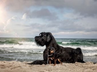 Produktbild: CALVENDO Puzzle Hunde am Meer | 1000 Teile Lege-Gr&ouml;&szlig;e 64x48cm Foto-Puzzle f&uuml;r gl&uuml;ckliche Stunden