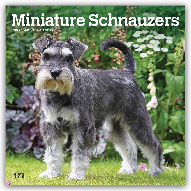Produktbild: Miniature Schnauzers &ndash; Zwergschnauzer 2027 &ndash; 16-Monatskalender