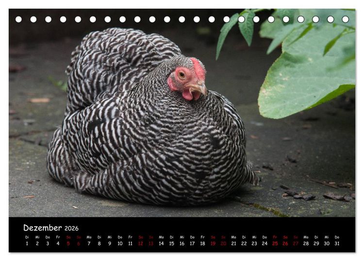 Produktbild: Neues von den Gartenh&uuml;hnern (Tischkalender 2026 DIN A5 quer), CALVENDO Monatskalender