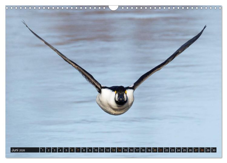 Produktbild: Die grandiose Tierwelt von Finnland (Wandkalender 2026 DIN A3 quer), CALVENDO Monatskalender