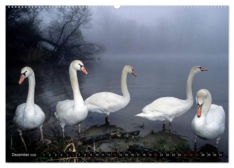 Produktbild: SCHW&Auml;NE. (hochwertiger Premium Wandkalender 2026 DIN A2 quer), Kunstdruck in Hochglanz