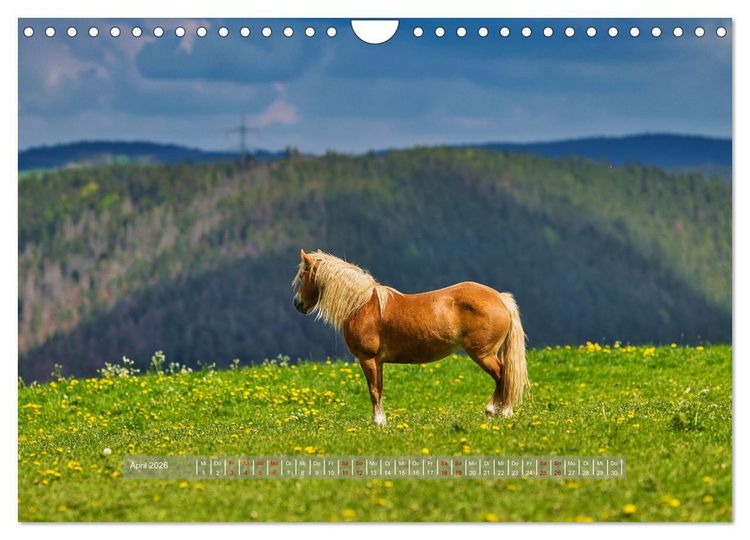 Produktbild: Haflinger Pferde in Th&uuml;ringen (Wandkalender 2026 DIN A4 quer), CALVENDO Monatskalender