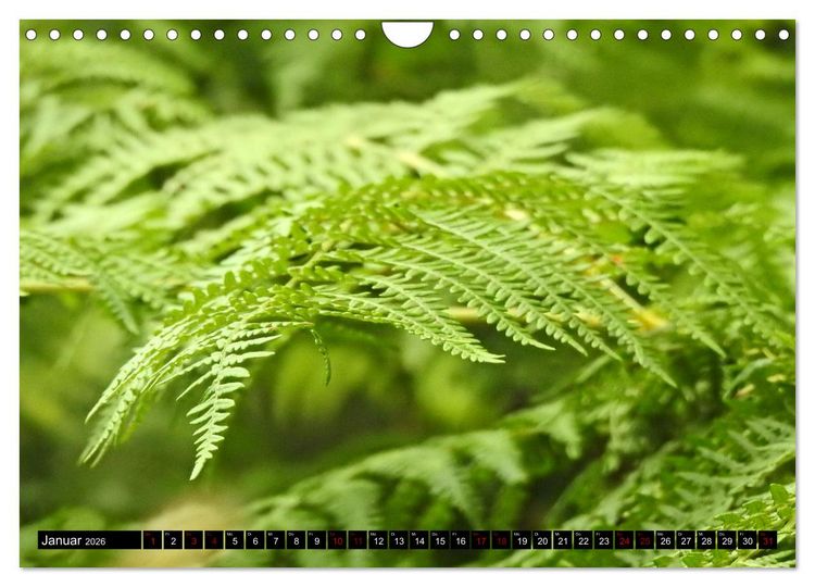 Produktbild: Naturwunder Wald (Wandkalender 2026 DIN A4 quer), CALVENDO Monatskalender