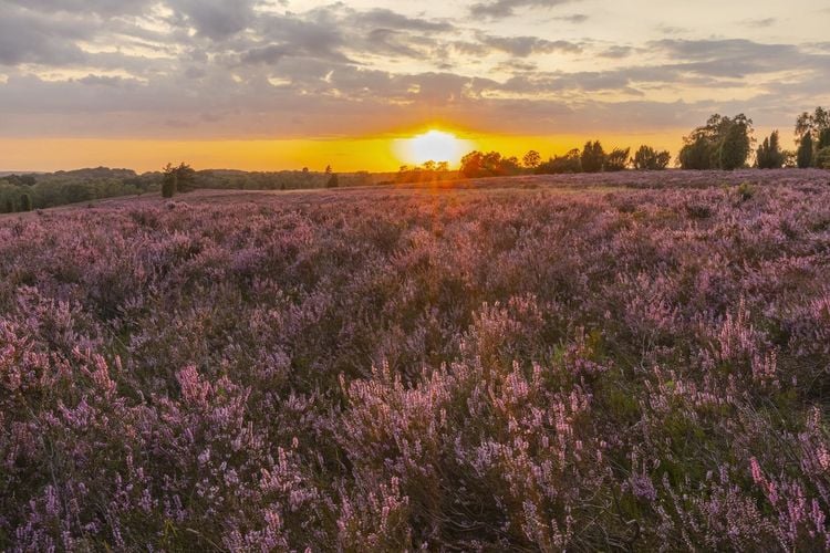 Produktbild: HEIMAT NATUR
