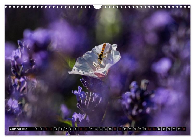Produktbild: Provence im Rausch der Farben (Wandkalender 2026 DIN A3 quer), CALVENDO Monatskalender
