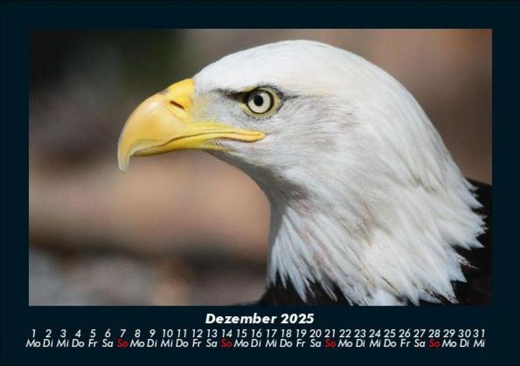 Produktbild: Adler 2025 Fotokalender DIN A5