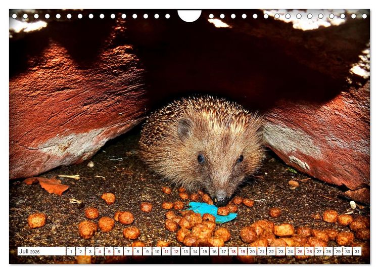 Produktbild: Mein Haus-Igel (Wandkalender 2026 DIN A4 quer), CALVENDO Monatskalender