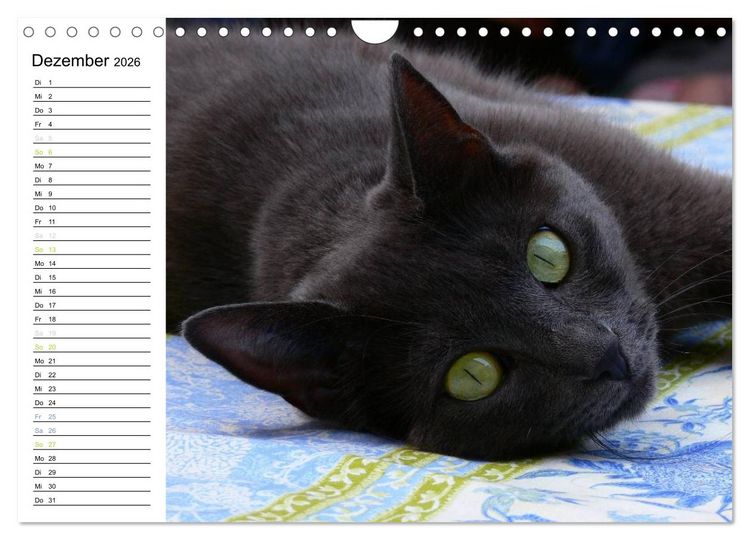 Produktbild: Katzensprung (Wandkalender 2026 DIN A4 quer), CALVENDO Monatskalender