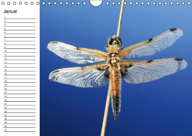 Produktbild: Libellen Geburtstagskalender (Wandkalender immerw&auml;hrend DIN A4 quer)