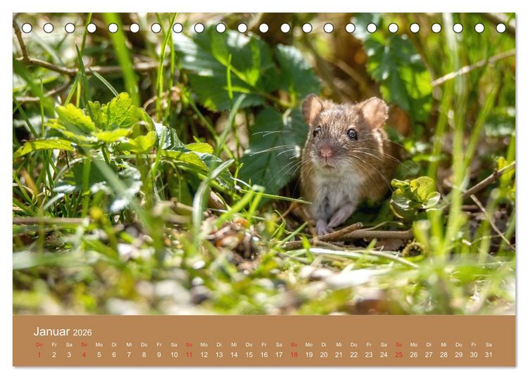 Produktbild: M&auml;usetanz (Tischkalender 2026 DIN A5 quer), CALVENDO Monatskalender