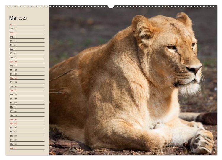 Produktbild: L&ouml;wen. Majest&auml;tische Kraft (Wandkalender 2026 DIN A2 quer), CALVENDO Monatskalender