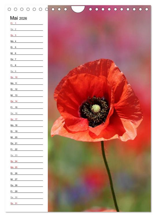 Produktbild: Mohn, zarte Bl&uuml;ten, starke Farben, der Geburtstagskalender (Wandkalender 2026 DIN A4 hoch), CALVENDO Monatskalender