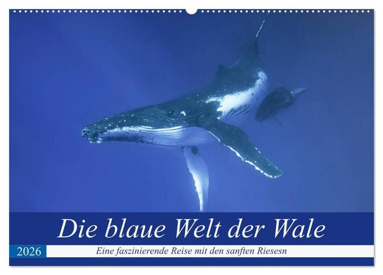 Produktbild: Die blaue Welt der Wale (Wandkalender 2026 DIN A2 quer), CALVENDO Monatskalender
