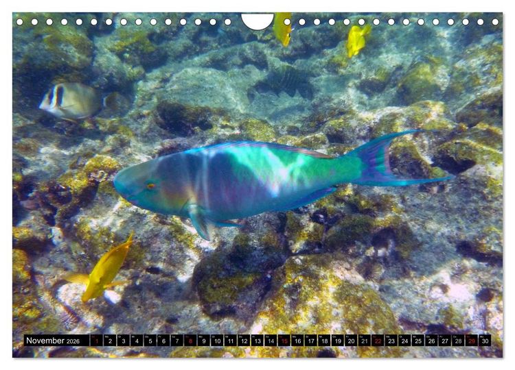 Produktbild: Fische und Meerestiere (Wandkalender 2026 DIN A4 quer), CALVENDO Monatskalender