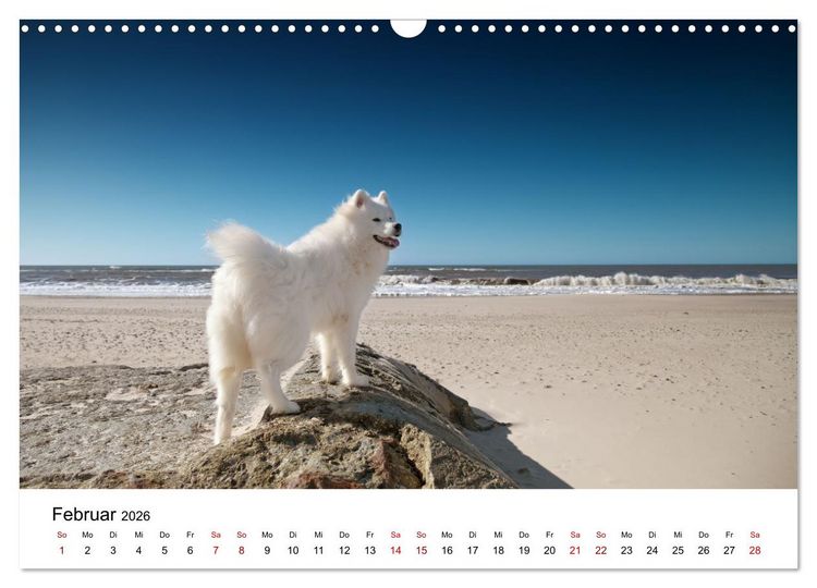 Produktbild: Ein Samojede am Meer (Wandkalender 2026 DIN A3 quer), CALVENDO Monatskalender