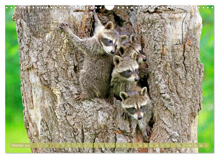Produktbild: Wald-Kindergarten: Tierkinder im Wald (Wandkalender 2026 DIN A3 quer), CALVENDO Monatskalender