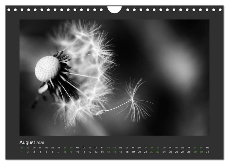 Produktbild: Pflanzen in Schwarz und Wei&szlig; (Wandkalender 2026 DIN A4 quer), CALVENDO Monatskalender