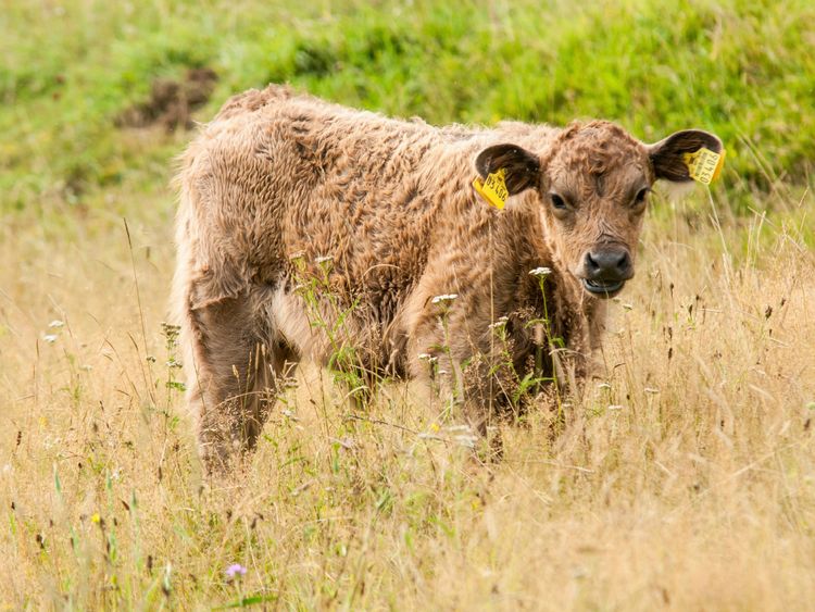 Produktbild: CALVENDO Puzzle Bezauberndes Galloway Kalb | 1000 Teile Lege-Gr&ouml;&szlig;e 64x48cm Foto-Puzzle f&uuml;r gl&uuml;ckliche Stunden