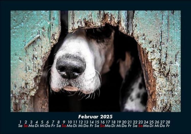 Produktbild: Hunde 2025 Fotokalender DIN A5