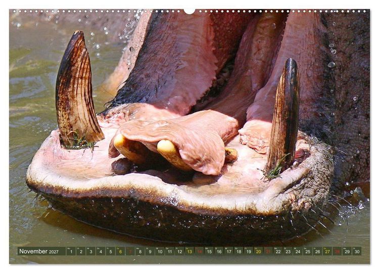 Produktbild: Hippos - Begegnungen in Afrika (hochwertiger Premium Wandkalender 2027 DIN A2 quer), Kunstdruck in Hochglanz