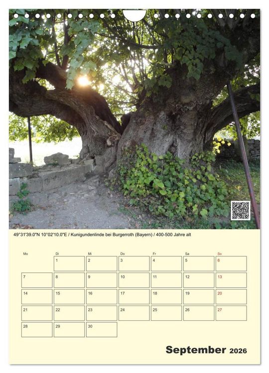 Produktbild: Uralt - Mit QR-Code und GPS zu alten B&auml;umen (Wandkalender 2026 DIN A4 hoch), CALVENDO Monatskalender
